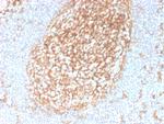 CD14 (Monocyte/Macrophage Marker) Antibody in Immunohistochemistry (Paraffin) (IHC (P))