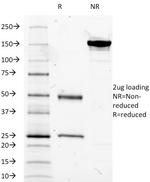 CD14 (Monocyte/Macrophage Marker) Antibody in SDS-PAGE (SDS-PAGE)