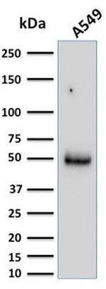 CD14 Antibody in Western Blot (WB)