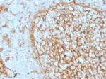 CD14 (Monocyte/Macrophage Marker) Antibody in Immunohistochemistry (Paraffin) (IHC (P))