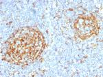 CD14 (Monocyte/Macrophage Marker) Antibody in Immunohistochemistry (Paraffin) (IHC (P))