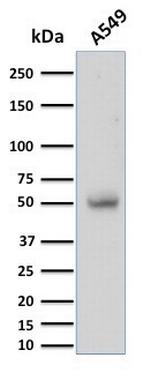 CD14 (Monocyte/Macrophage Marker) Antibody in Western Blot (WB)