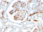 Adiponectin Antibody in Immunohistochemistry (Paraffin) (IHC (P))