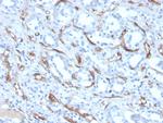 Adiponectin (Marker of Obesity) Antibody in Immunohistochemistry (Paraffin) (IHC (P))