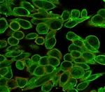 MED21/SRB7 Antibody in Immunocytochemistry (ICC/IF)