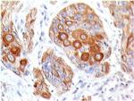 CD86 (Dendritic Cells Maturation Marker) Antibody in Immunohistochemistry (Paraffin) (IHC (P))