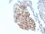 CD86 (Dendritic Cells Maturation Marker) Antibody in Immunohistochemistry (Paraffin) (IHC (P))