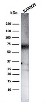 CD86 (Dendritic Cells Maturation Marker) Antibody in Western Blot (WB)