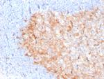 CD86 Antibody in Immunohistochemistry (Paraffin) (IHC (P))