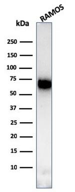 CD86 Antibody in Western Blot (WB)