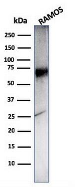 CD86 (Dendritic Cells Maturation Marker) Antibody in Western Blot (WB)