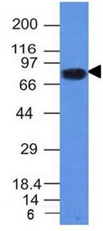 CD86 (Dendritic Cells Maturation Marker) Antibody in Western Blot (WB)