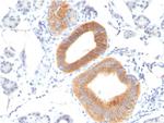 CD86 (Dendritic Cells Maturation Marker) Antibody in Immunohistochemistry (Paraffin) (IHC (P))