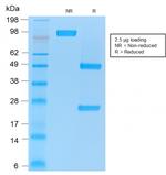 CD86 (Dendritic Cells Maturation Marker) Antibody in SDS-PAGE (SDS-PAGE)