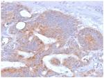 CD86 (Dendritic Cells Maturation Marker) Antibody in Immunohistochemistry (Paraffin) (IHC (P))