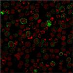 CD86 (Dendritic Cells Maturation Marker) Antibody in Immunocytochemistry (ICC/IF)