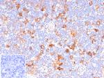 CD86 (Dendritic Cells Maturation Marker) Antibody in Immunohistochemistry (Paraffin) (IHC (P))