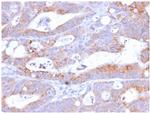 CD86 Antibody in Immunohistochemistry (Paraffin) (IHC (P))