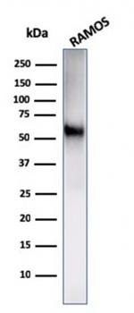 CD86 Antibody in Western Blot (WB)