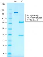 CD30/TNFRSF8 Antibody in SDS-PAGE (SDS-PAGE)