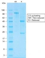 CD30/TNFRSF8 Antibody in SDS-PAGE (SDS-PAGE)