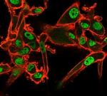 QKI/Protein Quaking Antibody in Immunocytochemistry (ICC/IF)