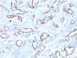 CD34 (Hematopoietic Stem Cell and Endothelial Marker) Antibody in Immunohistochemistry (Paraffin) (IHC (P))