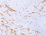 CD34 (Hematopoietic Stem Cell and Endothelial Marker) Antibody in Immunohistochemistry (Paraffin) (IHC (P))