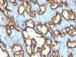 CD34 (Hematopoietic Stem Cell and Endothelial Marker) Antibody in Immunohistochemistry (Paraffin) (IHC (P))