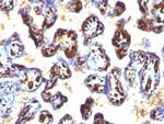 CD34 (Hematopoietic Stem Cell and Endothelial Marker) Antibody in Immunohistochemistry (Paraffin) (IHC (P))