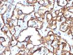 CD34 Antibody in Immunohistochemistry (Paraffin) (IHC (P))