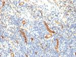 CD34 Antibody in Immunohistochemistry (Paraffin) (IHC (P))