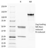 CD34 Antibody in SDS-PAGE (SDS-PAGE)