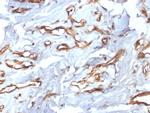 CD34 Antibody in Immunohistochemistry (Paraffin) (IHC (P))