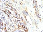 CD34 Antibody in Immunohistochemistry (Paraffin) (IHC (P))