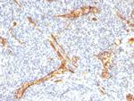 CD34 Antibody in Immunohistochemistry (Paraffin) (IHC (P))