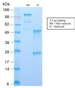 CD34 Antibody in SDS-PAGE (SDS-PAGE)