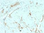 CD34 Antibody in Immunohistochemistry (Paraffin) (IHC (P))