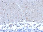 ATG5 Antibody in Immunohistochemistry (Paraffin) (IHC (P))