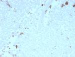 ATG5 Antibody in Immunohistochemistry (Paraffin) (IHC (P))