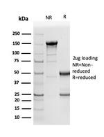 Napsin A Antibody in SDS-PAGE (SDS-PAGE)