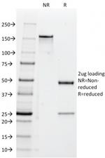 CD47/IAP (Integrin Associated Protein) Antibody in SDS-PAGE (SDS-PAGE)