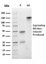 CD47/IAP (Integrin Associated Protein) Antibody in SDS-PAGE (SDS-PAGE)