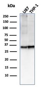 CD47/IAP (Integrin Associated Protein) Antibody in Western Blot (WB)