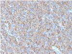 CD63 Antibody in Immunohistochemistry (Paraffin) (IHC (P))