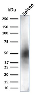 CD63 Antibody in Western Blot (WB)