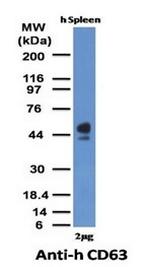 CD63 (Late Endosomes Marker) Antibody in Western Blot (WB)