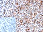 CD63 (Late Endosomes Marker) Antibody in Immunohistochemistry (Paraffin) (IHC (P))