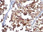 CD63 (Late Endosomes Marker) Antibody in Immunohistochemistry (Paraffin) (IHC (P))