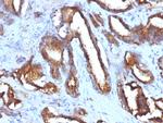 CD63 (Late Endosomes Marker) Antibody in Immunohistochemistry (Paraffin) (IHC (P))